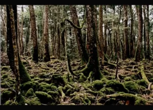 جنگل های ژاپن 